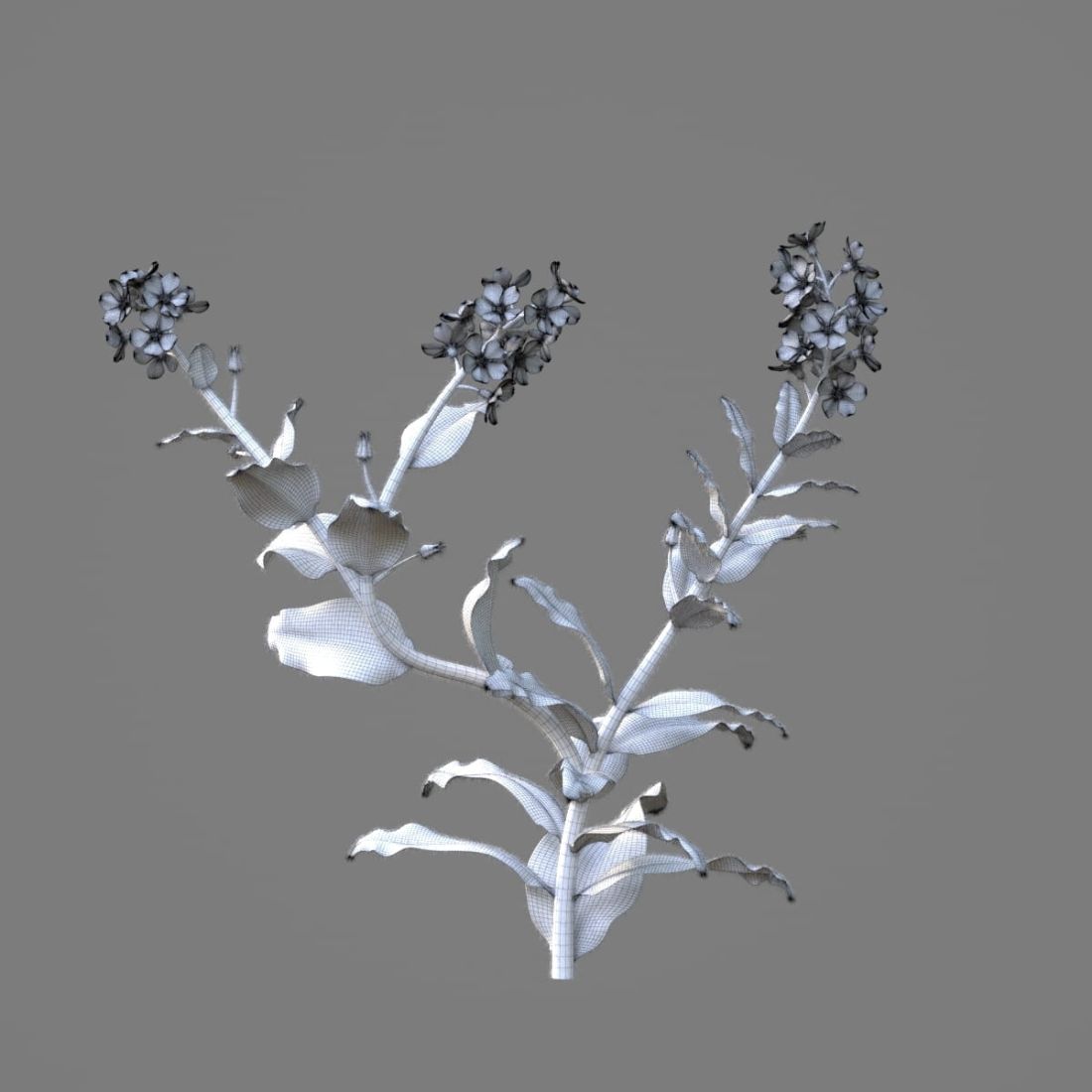 AM214_043_Myosotis_1