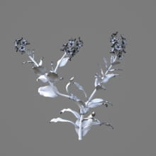 AM214_043_Myosotis_1