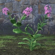 AM214_043_Myosotis