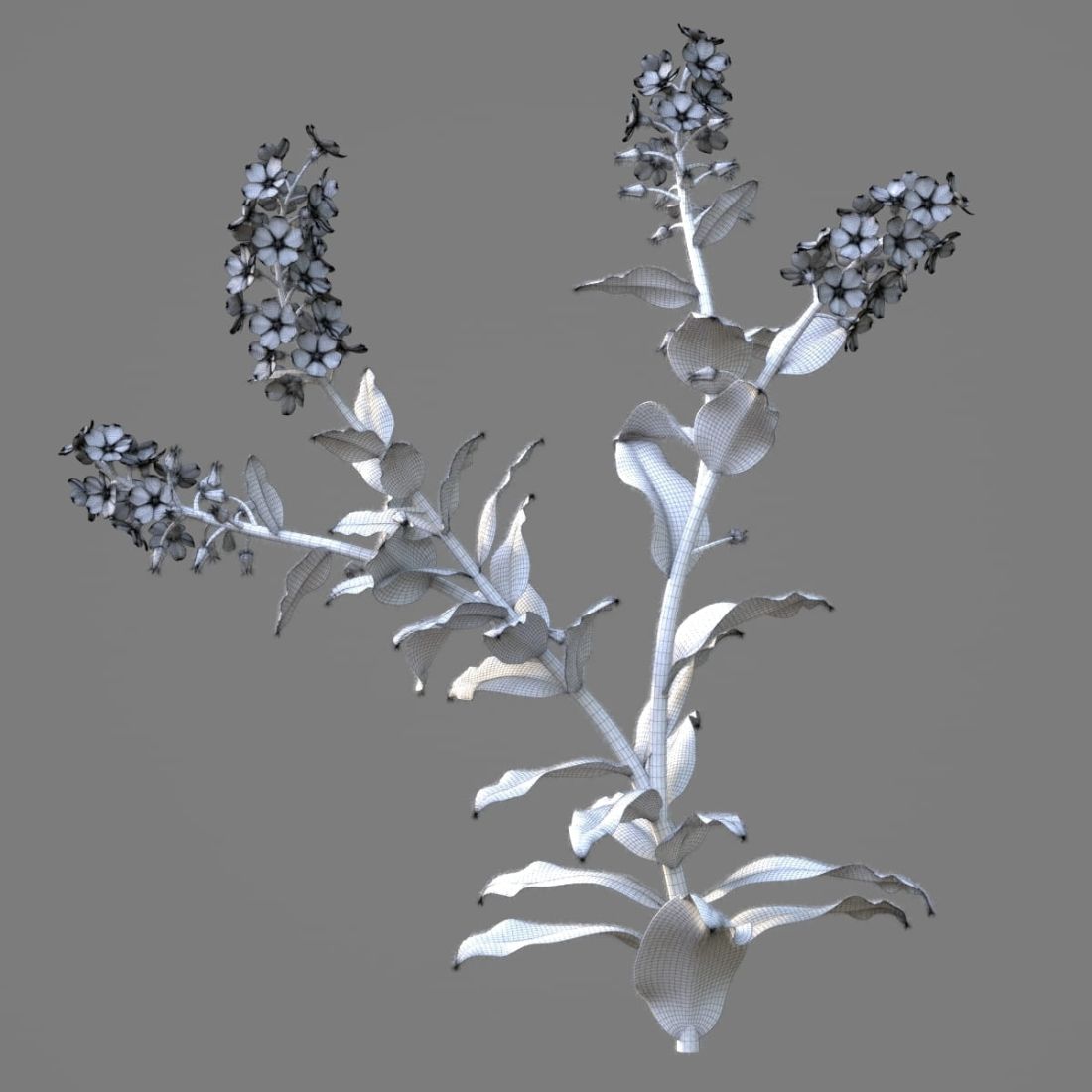 AM214_044_Myosotis_1
