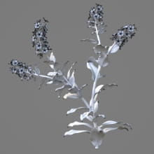 AM214_044_Myosotis_1