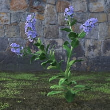 AM214_044_Myosotis