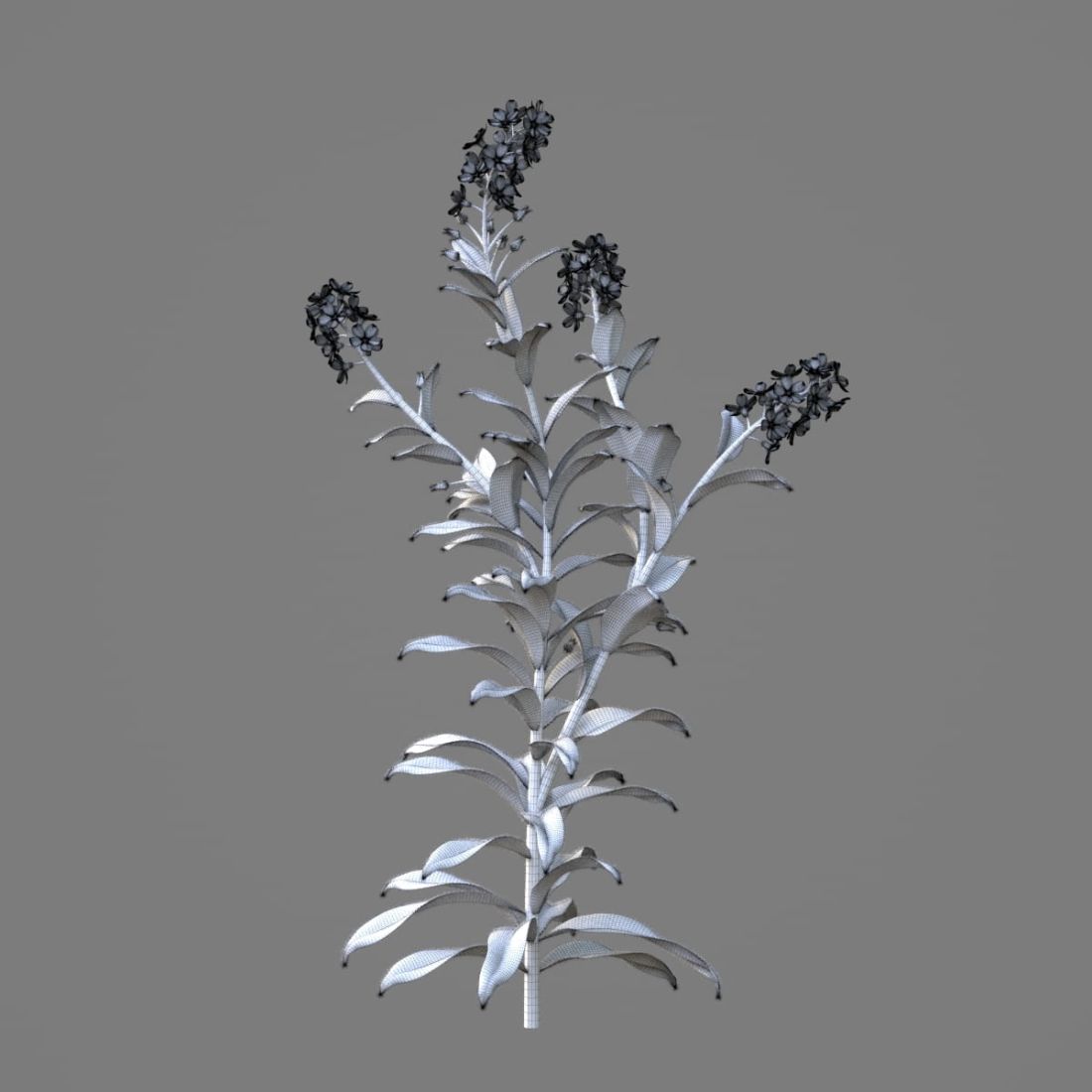 AM214_045_Myosotis_1
