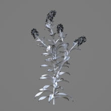 AM214_045_Myosotis_1
