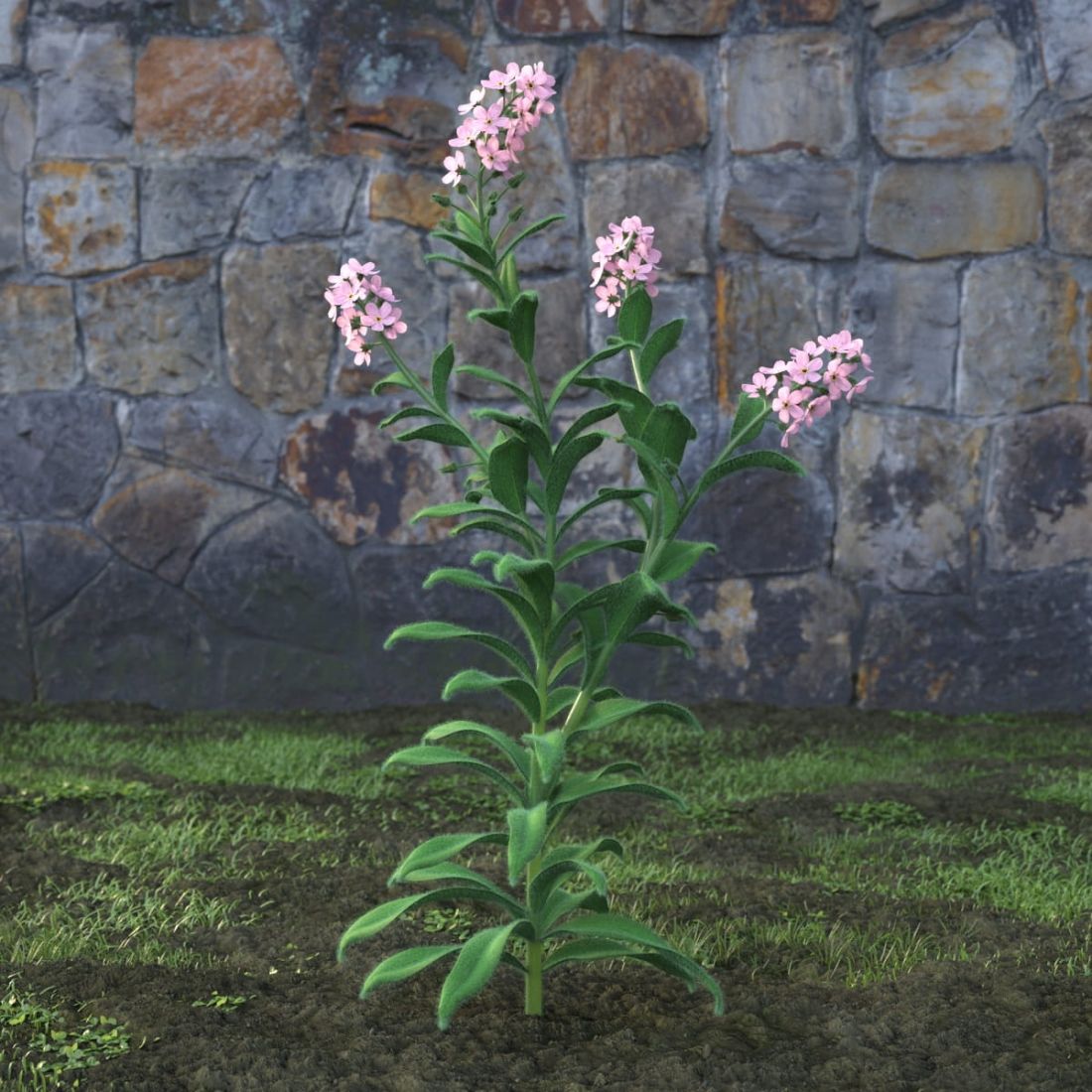 AM214_045_Myosotis