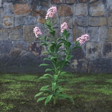 AM214_045_Myosotis