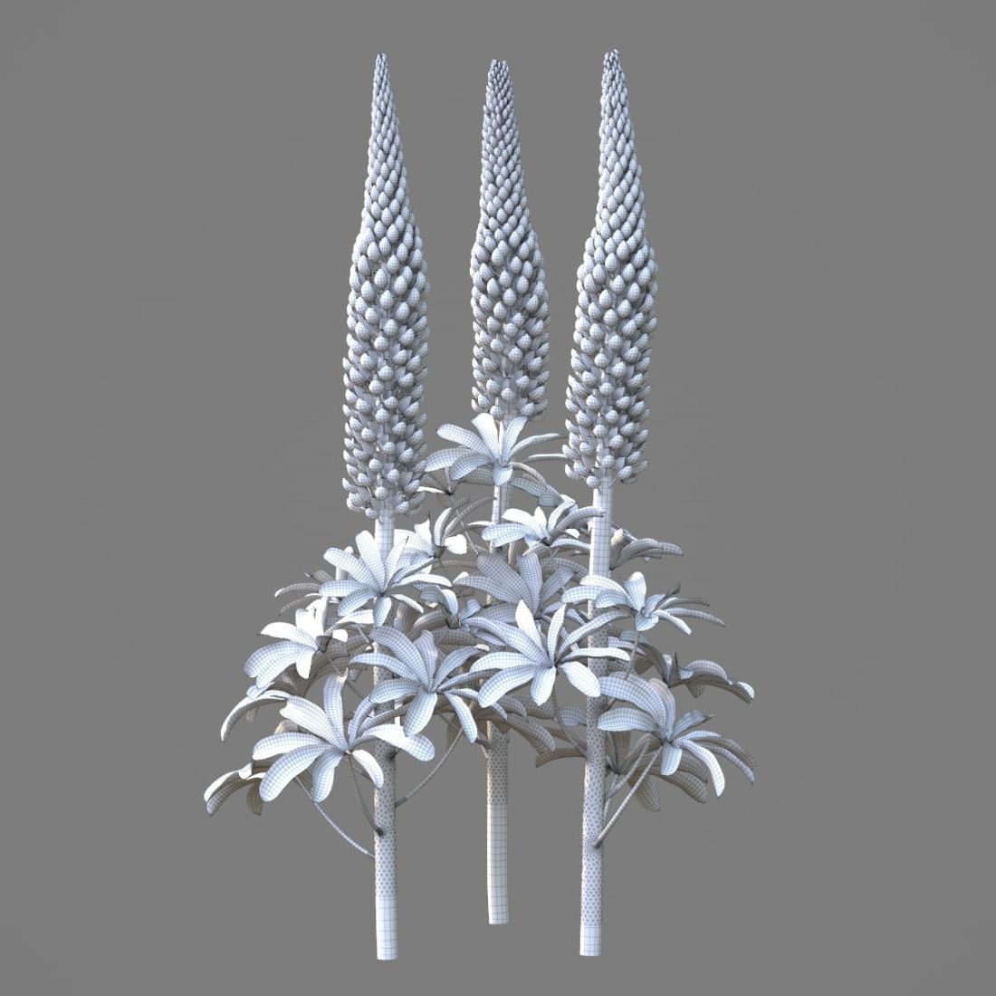 AM214_046_Lupinus_1