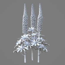 AM214_046_Lupinus_1
