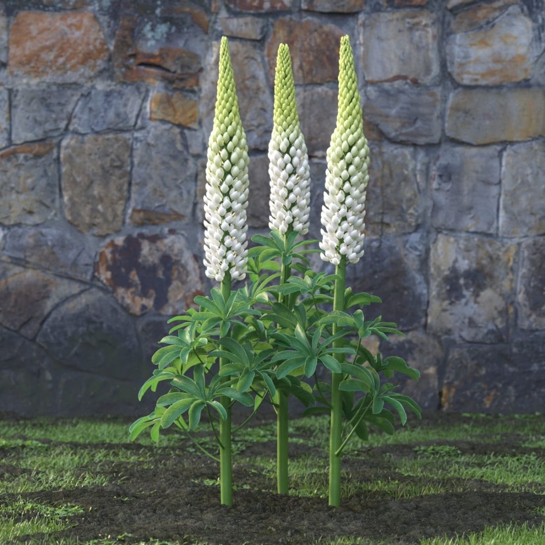 AM214_046_Lupinus