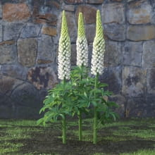 AM214_046_Lupinus