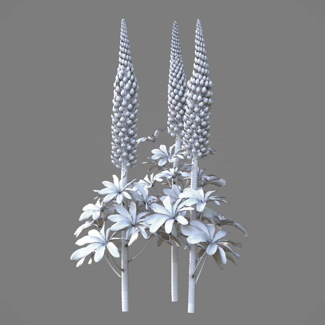AM214_047_Lupinus_1