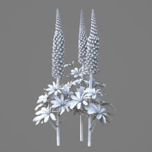 AM214_047_Lupinus_1