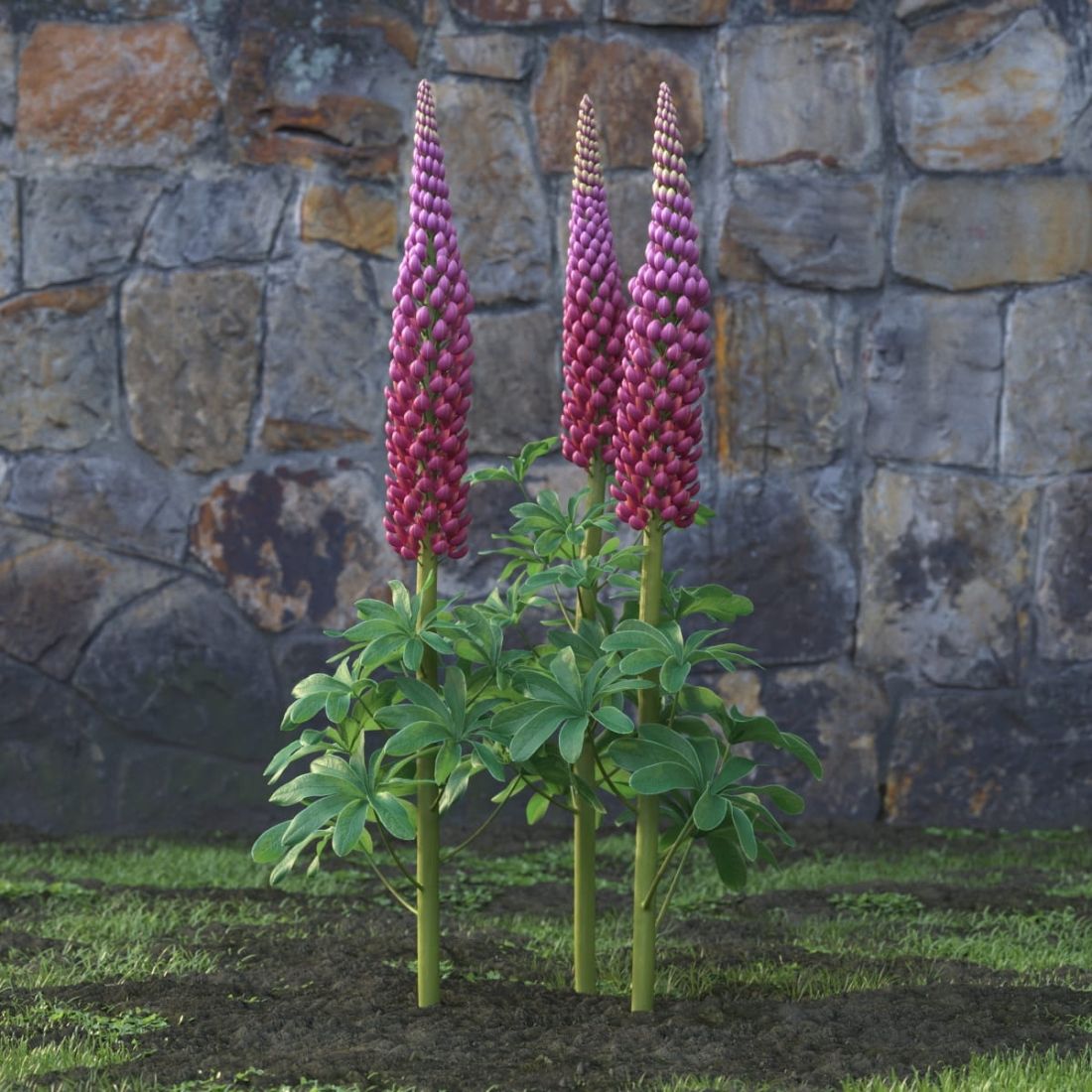 AM214_047_Lupinus
