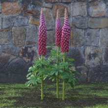 AM214_047_Lupinus
