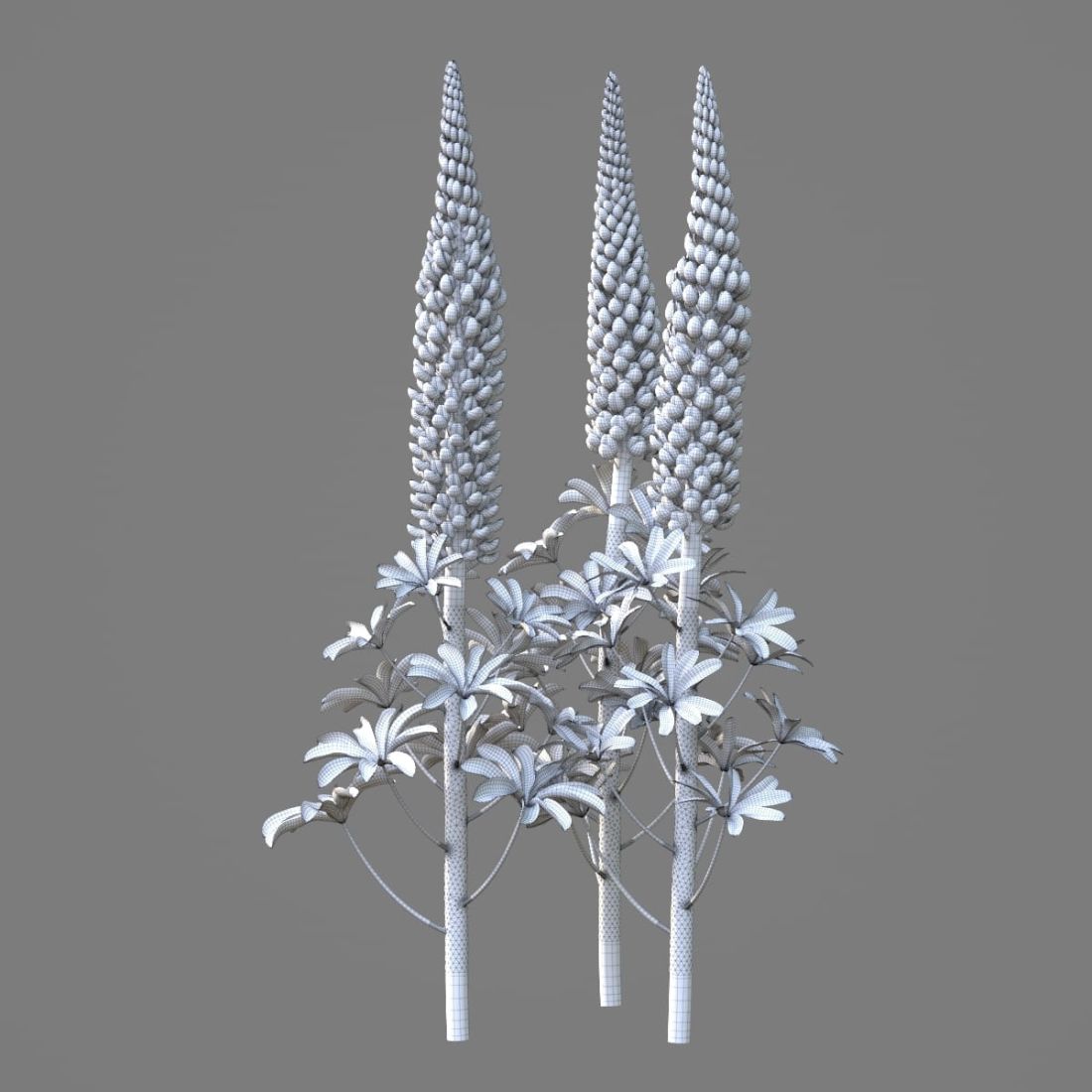 AM214_048_Lupinus_1