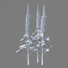 AM214_048_Lupinus_1