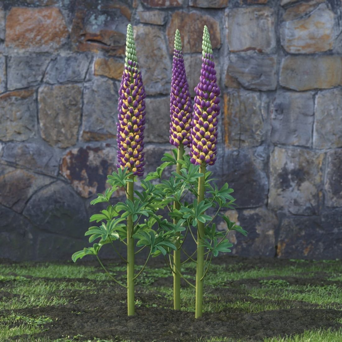 AM214_048_Lupinus