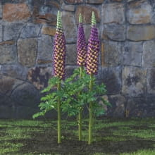 AM214_048_Lupinus