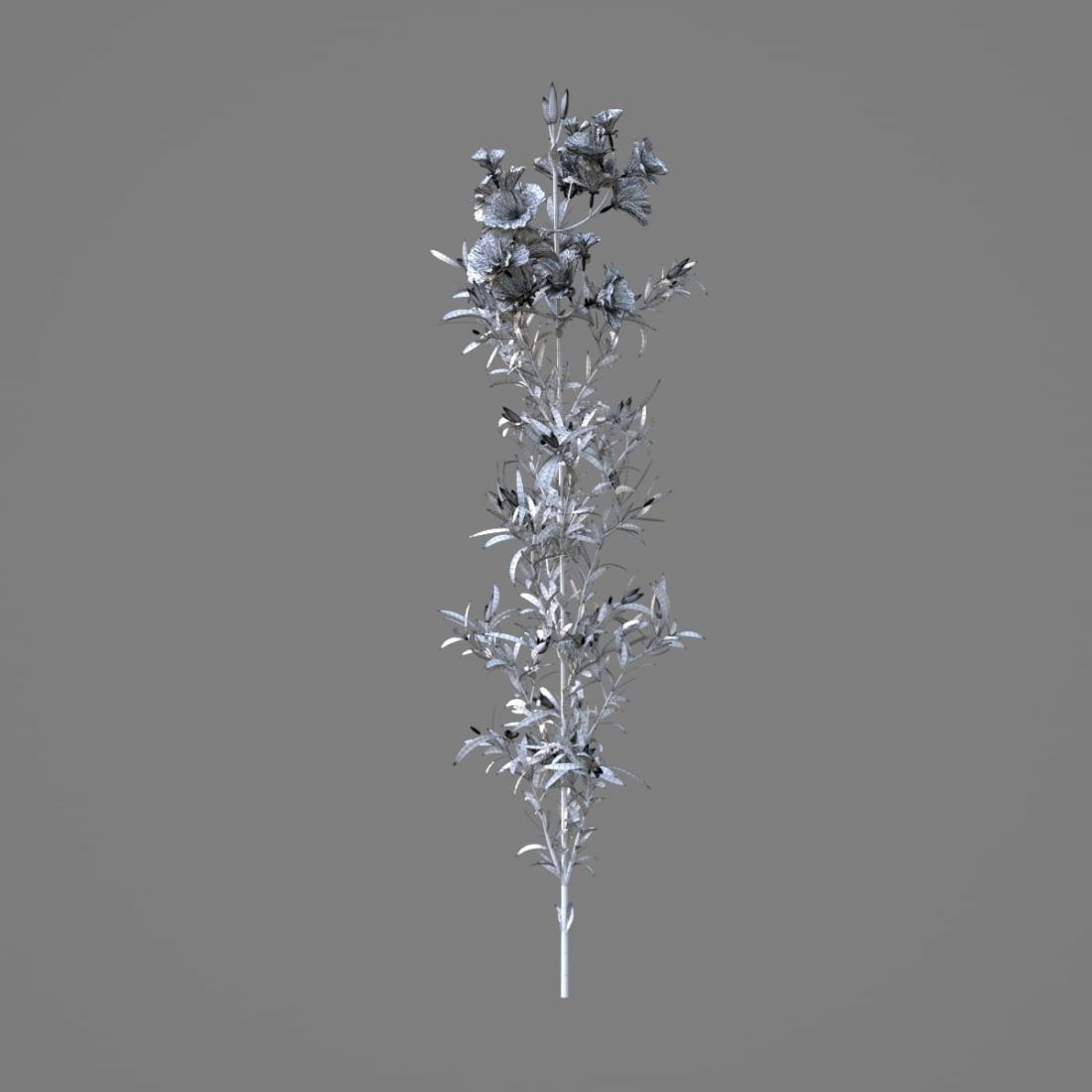 AM214_049_Godetia_grandiflora_1