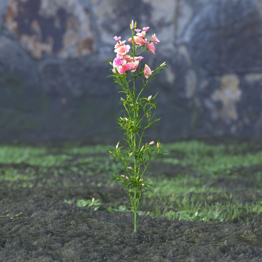 AM214_049_godetia_grandiflora