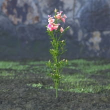 AM214_049_godetia_grandiflora