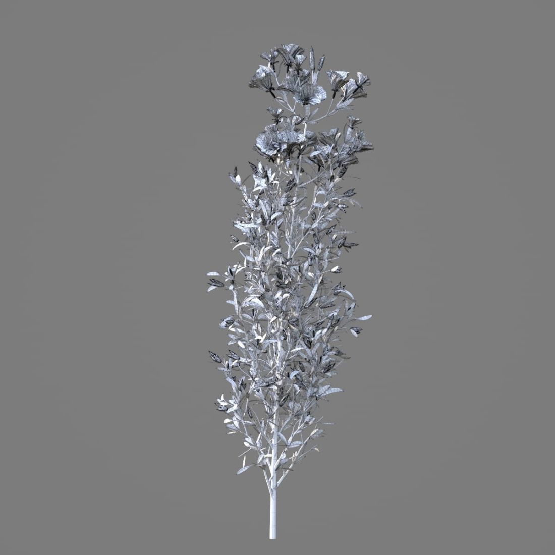 AM214_050_Godetia_grandiflora_1