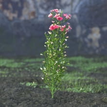 AM214_050_Godetia_grandiflora