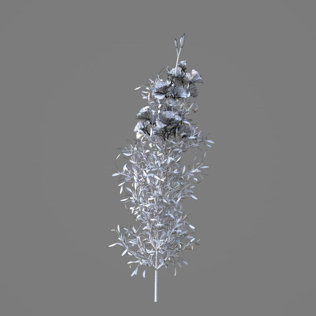 AM214_051_Godetia_grandiflora_1