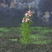AM214_051_Godetia_grandiflora