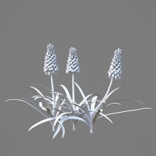 AM214_052_Muscari_1
