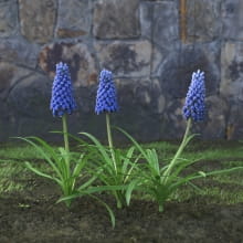 AM214_052_Muscari
