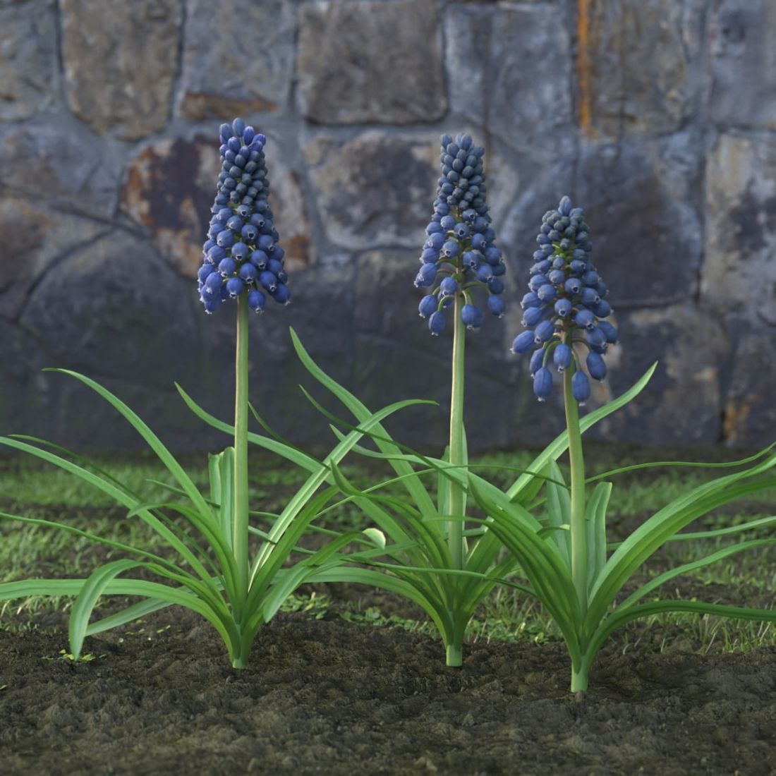 AM214_053_Muscari