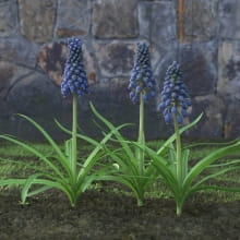 AM214_053_Muscari
