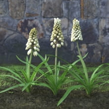 AM214_054_Muscari