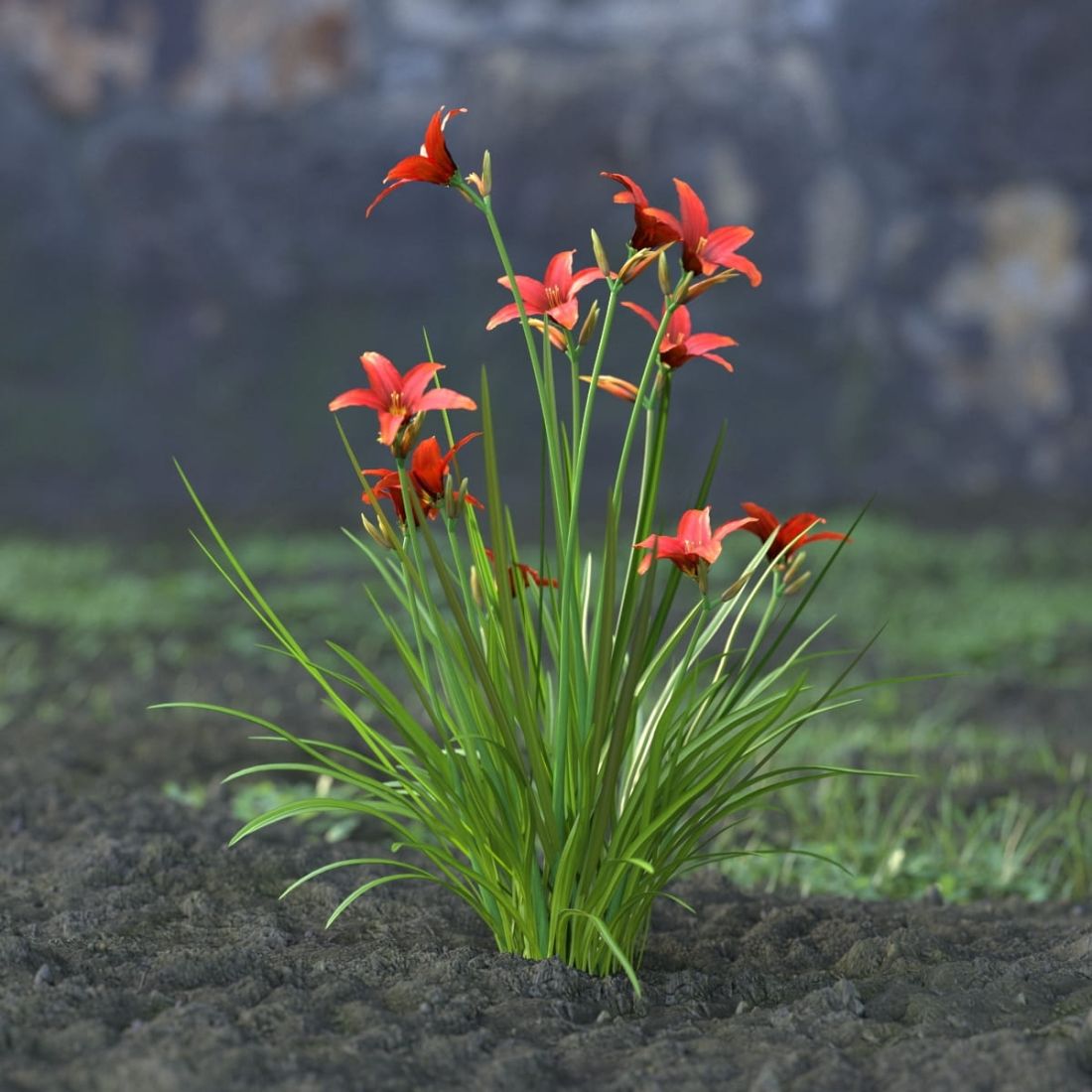 AM214_055_Hemerocallis_Ruby_Stella