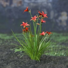 AM214_055_Hemerocallis_Ruby_Stella