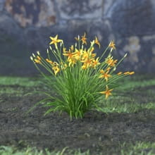 AM214_056_Hemorocallis_flava