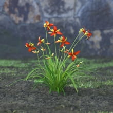 AM214_057_Hemerocallis_Frans_Hals
