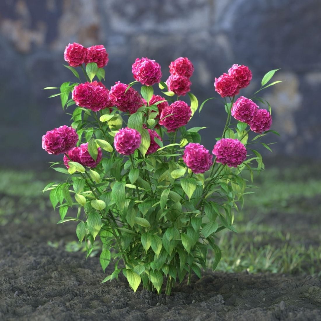 AM214_058_Hydrangea