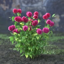 AM214_058_Hydrangea