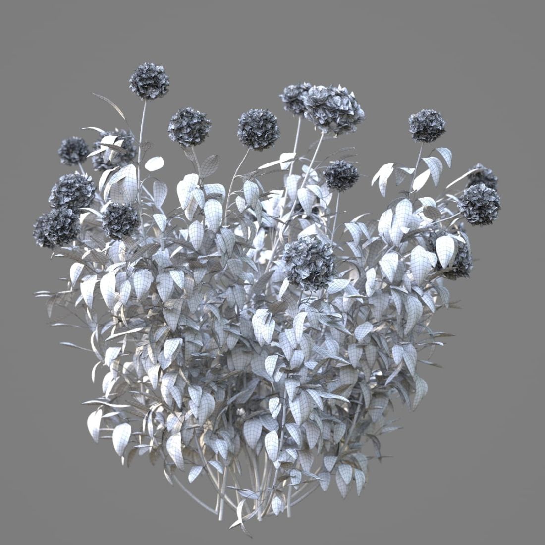 AM214_059_Hydrangea_1