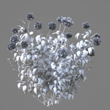 AM214_059_Hydrangea_1