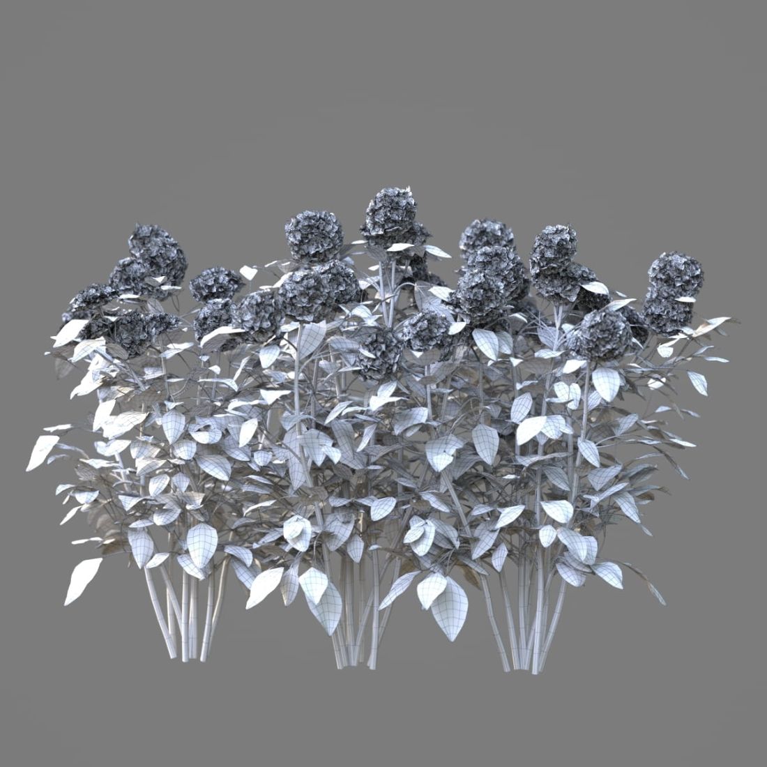 AM214_060_Hydrangea_1
