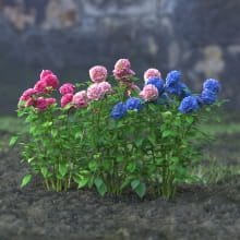 AM214_060_Hydrangea