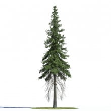 Picea abies 1 AM219 Archmodels