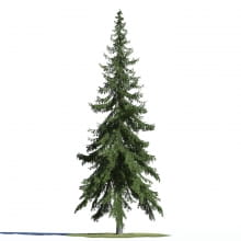 Picea abies 2 AM219 Archmodels