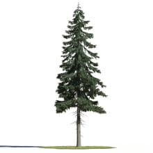 Picea abies 8 AM219 Archmodels