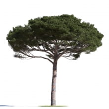 Pinus pinea 11 AM219 Archmodels