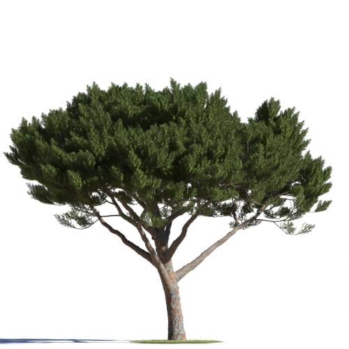 AM219_013_Pinus_pinea