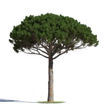 Pinus pinea 14 AM219 Archmodels